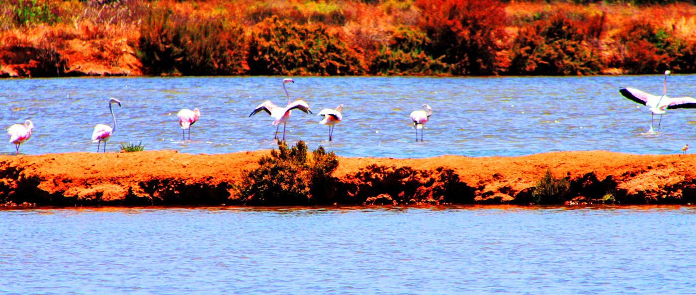 flamingos-ria-formosa