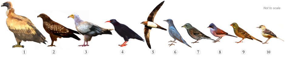 Bird Species - Specialities Castelejo Trail Sagres Algarve