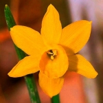Narcissus-calcicola-algarve