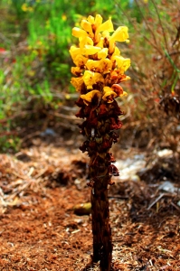 yellow-broomrape-cistanche-phelypaea-algarve