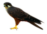 Falco eleonorae Algarve