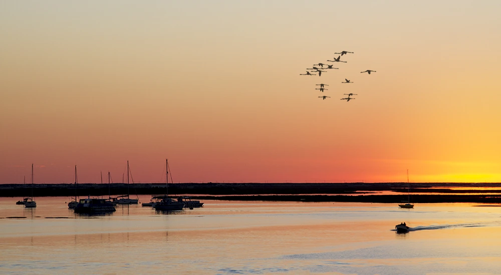 Deserta Island - Faro - Flamingos - Sunset