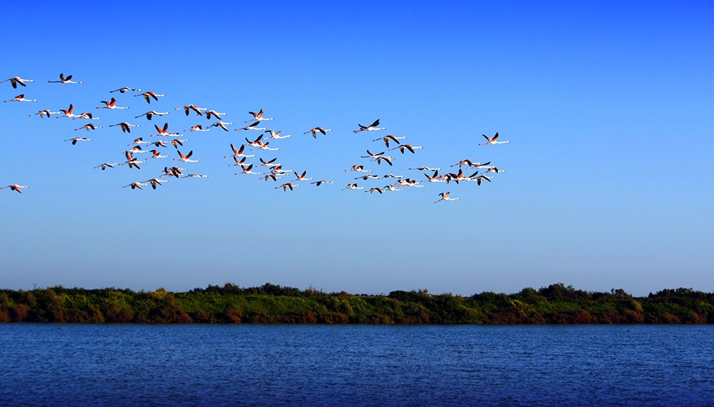 Deserta Island - Faro - Flamingos copiar