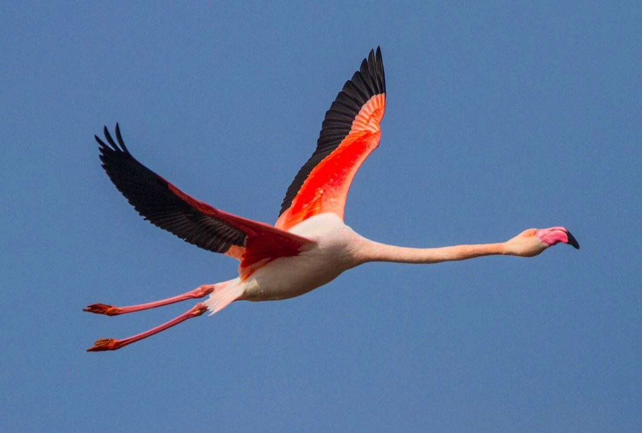 Greater_Flamingo_Phoenicopterus_roseus