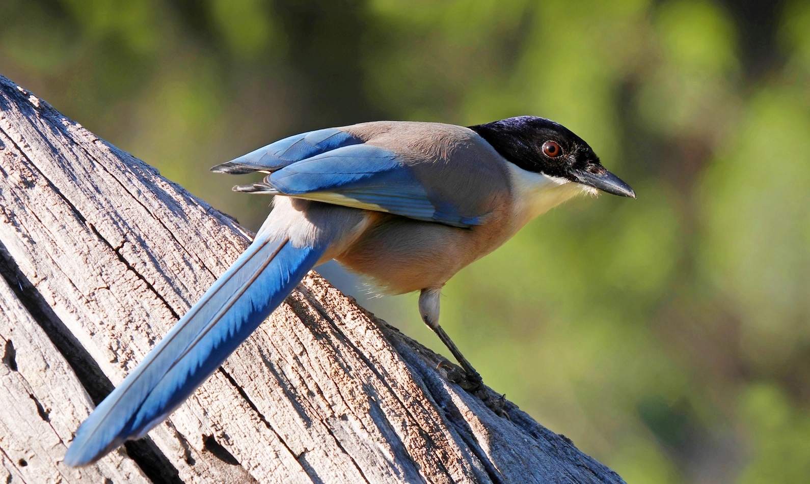 Birds of the Algarve | 20 Must-See Resident Bird Species