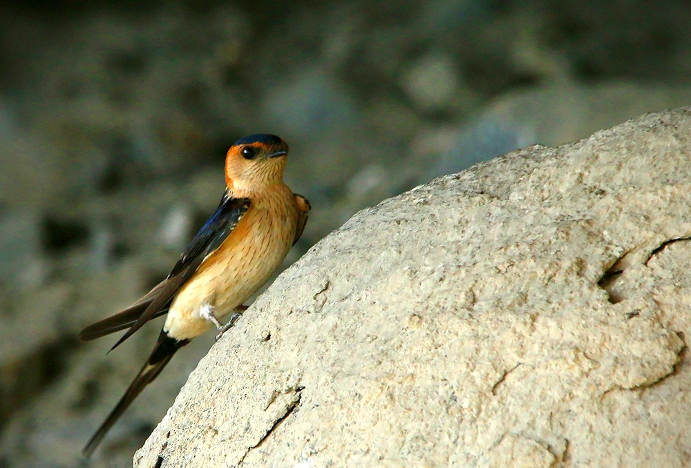 Red-rumped-Swallow-Cecropis-daurica-Birds-of-Algarve