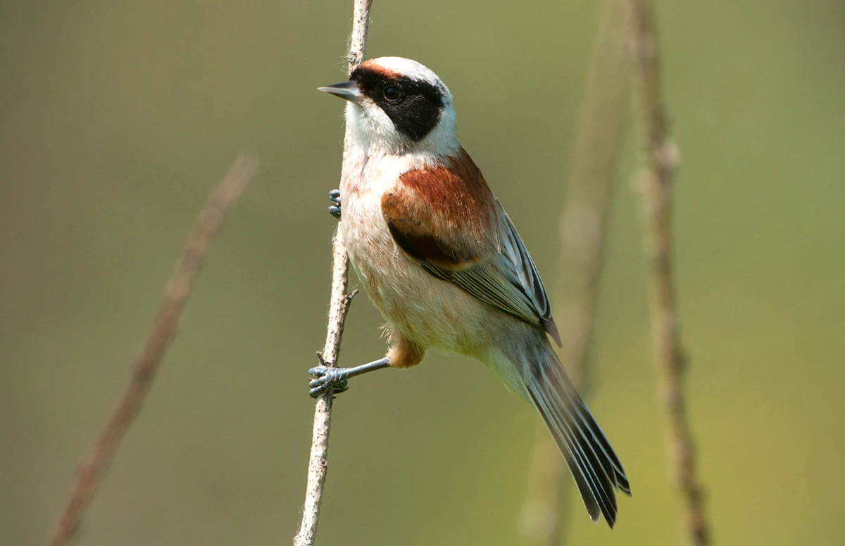 Remiz-pendulinus-Penduline-Tit-Birds-of-Algarve