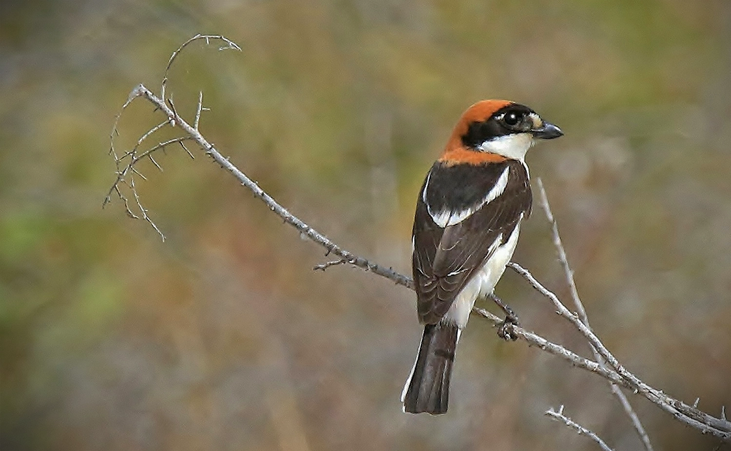 Woodchat-Shrike-Lanius-senator-Birds-of-Algarve