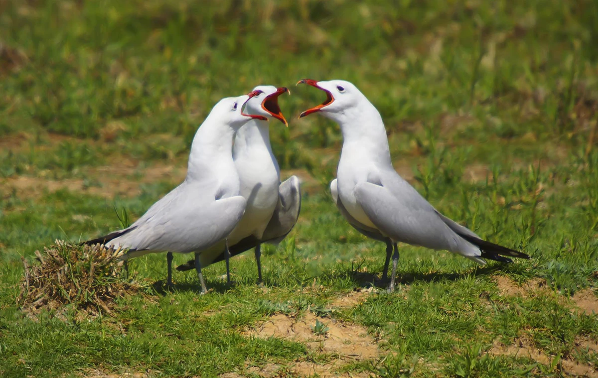 Ichthyaetus-audouinii-Audouins-Gull-Birds-of-Algarve