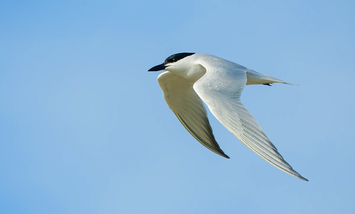 Gelochelidon-nilotica-Gull-billed-Tern-Birds-of-Algarve