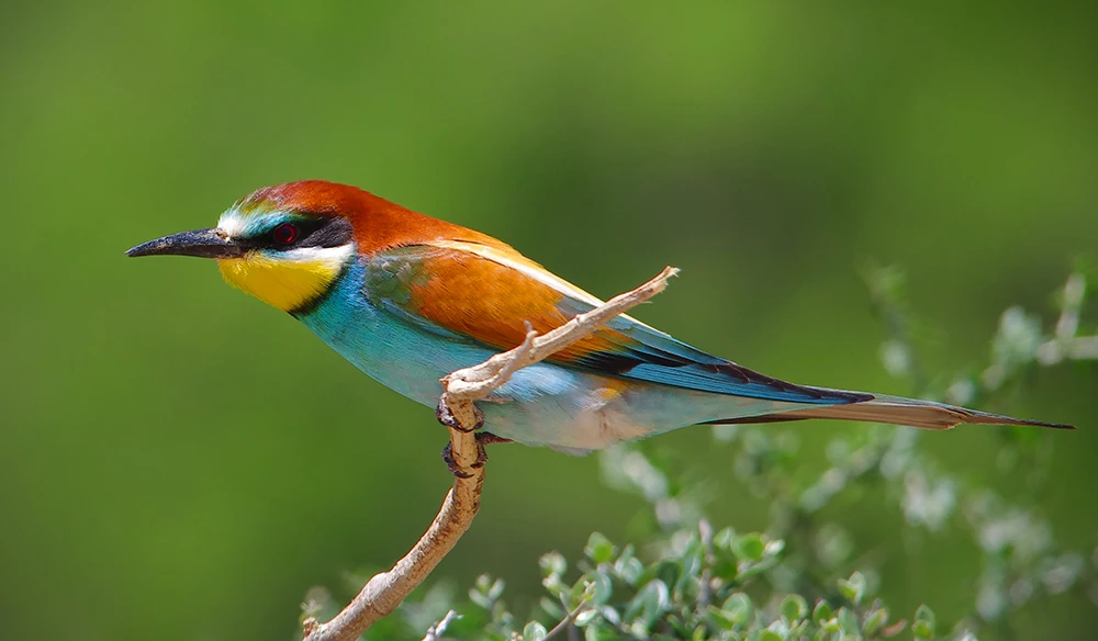 Bee-eater-Merops-apiaster-Birds-of-Algarve