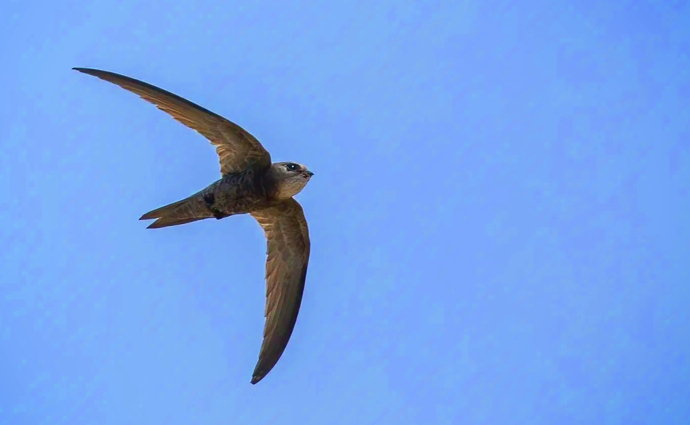 Apus-pallidus-Pallid-Swift-Birds-of-Algarve