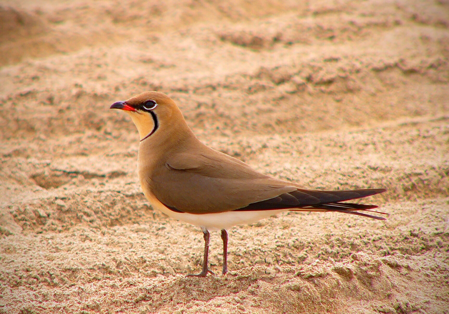 Glareola-pratincola-Collared-Pratincole-Birds-of-Algarve