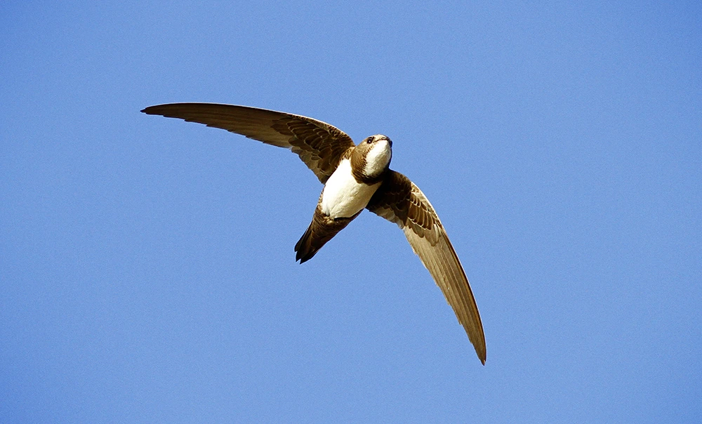 Tachymarptis-melba-Alpine-Swift-Birds-of-Algarve