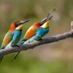 Birds of Algarve - A Pair of Bee-eaters - Merops apiaster