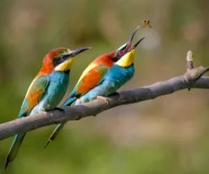 Birds of Algarve - A Pair of Bee-eaters - Merops apiaster