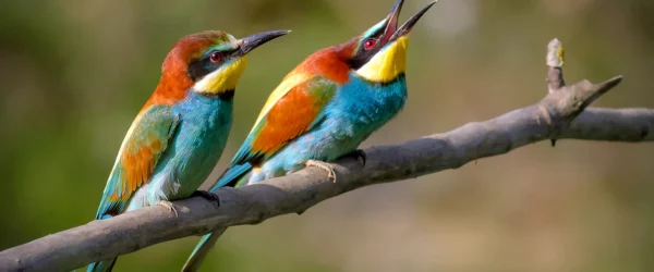 Birds of Algarve - A Pair of Bee-eaters - Merops apiaster
