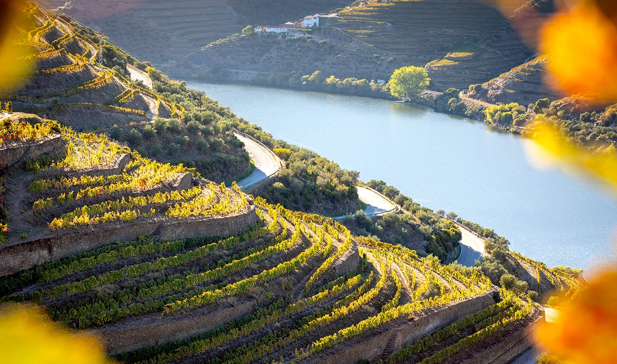 view-vineyards-douro-valley-with-autumn-colors-portugal