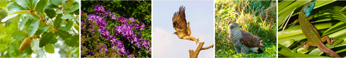 Monchique Plants and Animals - Barranco do Demo Trail