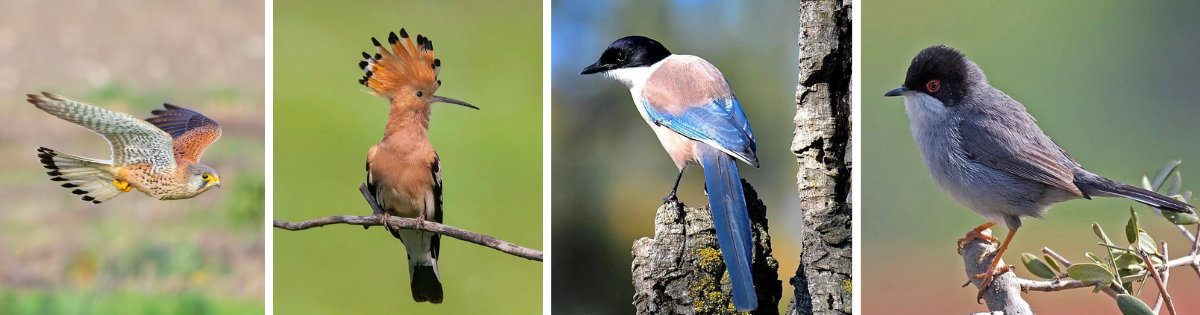 Bird-Species-Falesia-Beach-Trail