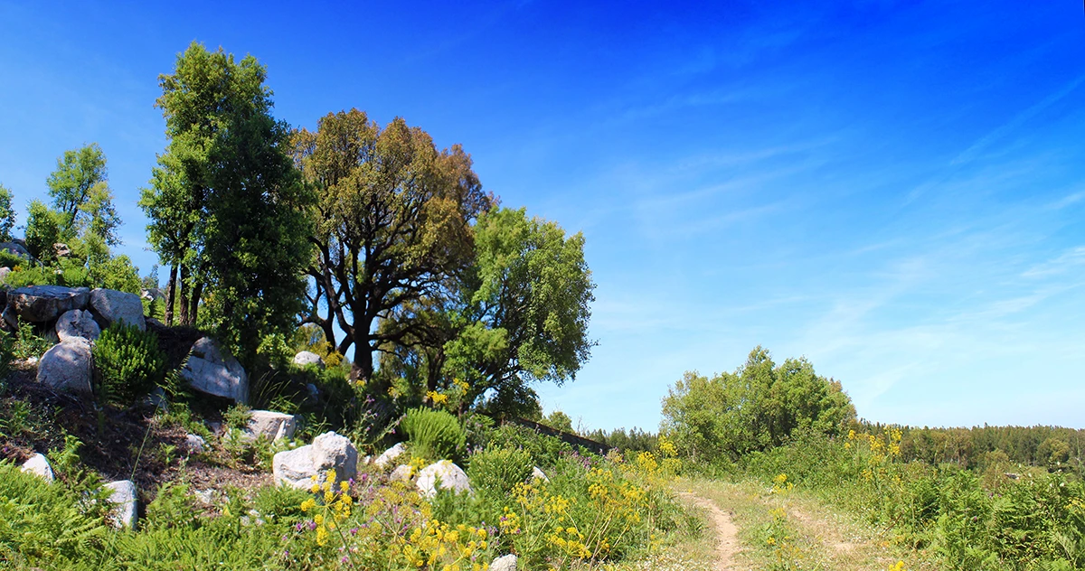 Cork Oak Trees along the Fóia Trail in Monchique - Walking in Algarve