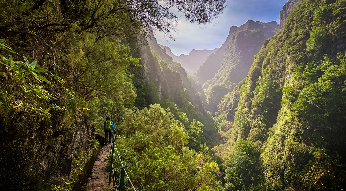 Laurissilva Forest - Madeira Island