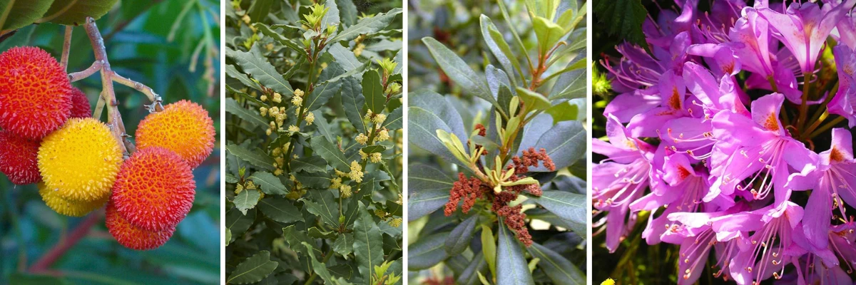 Laurissilva Plant Species - Algarve