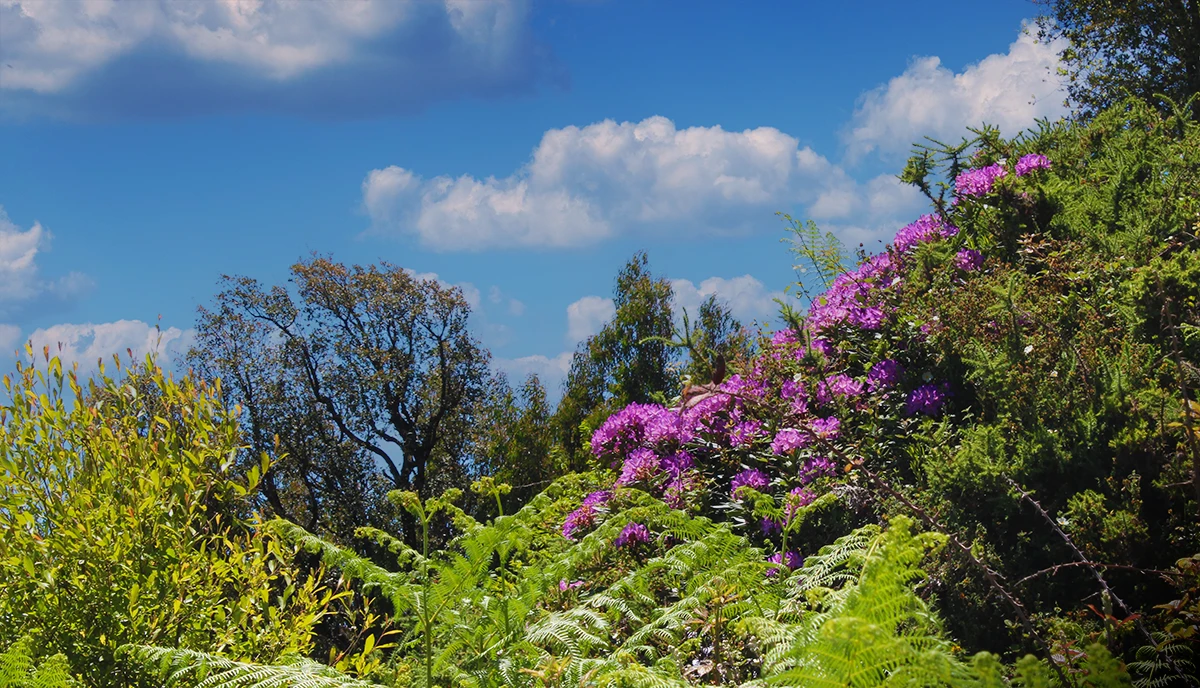 Plants Along the Fóia Trail