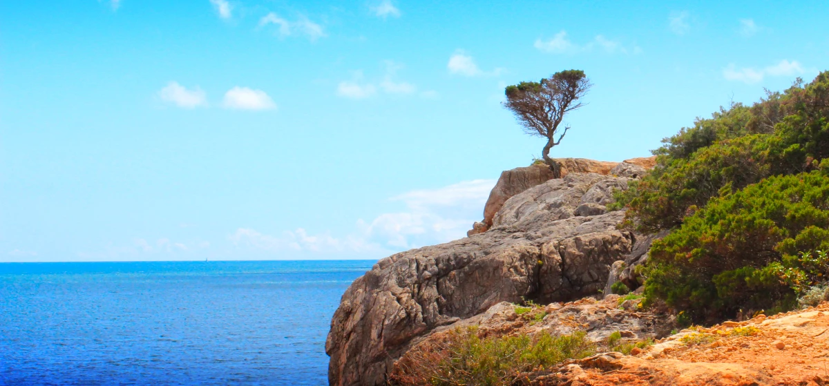 A Lone Juniper Against the Sky on the Cliffs Along the Zavial Trek