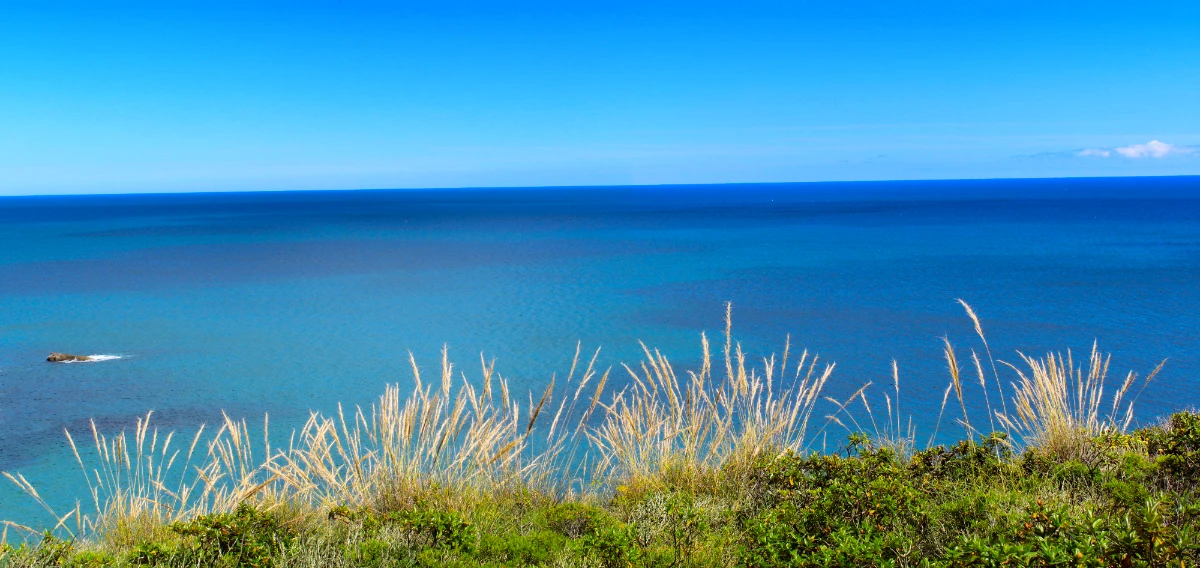 Beautiful Vista over the Zavial Beach Trail with Plants and Ocean
