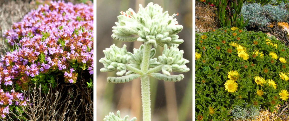 Endemic-Plant-Species-of-the-Vicentine-Coast-Along-the-Zavial-Beach-Trail