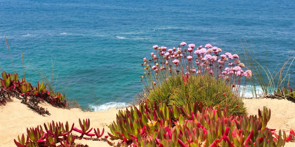 Armeria-pungens-flowers-on-the-Top-of-the-Cliffs-along-the-Trek-on-Sandy-Terrain