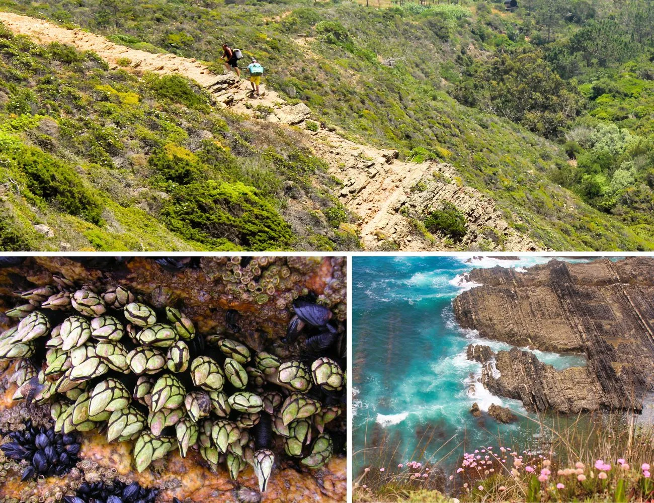 Fishermen-Near-Baia-dos-Tiros-and-Gooseneck-Barnacles-in-their-Habitat