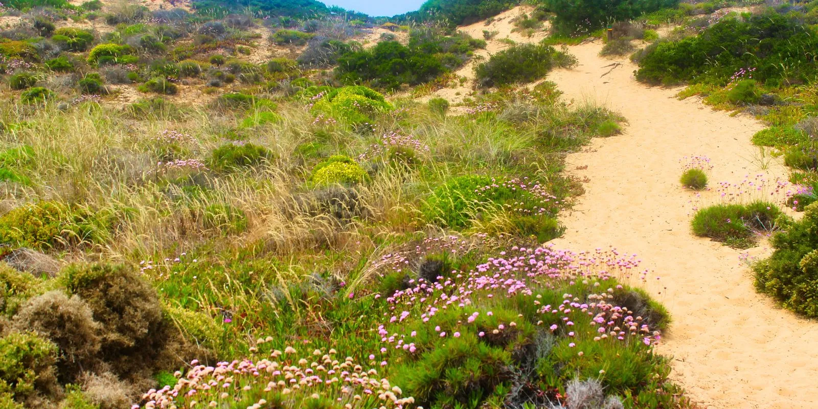 Many-Flowers-and-Vegetation-along-the-Sandy-Trail