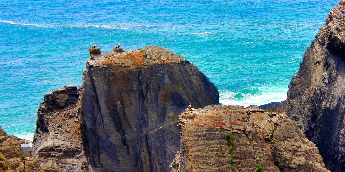 Nesting-White-Storks-on-the-Vicentine-Coast-Cliffs