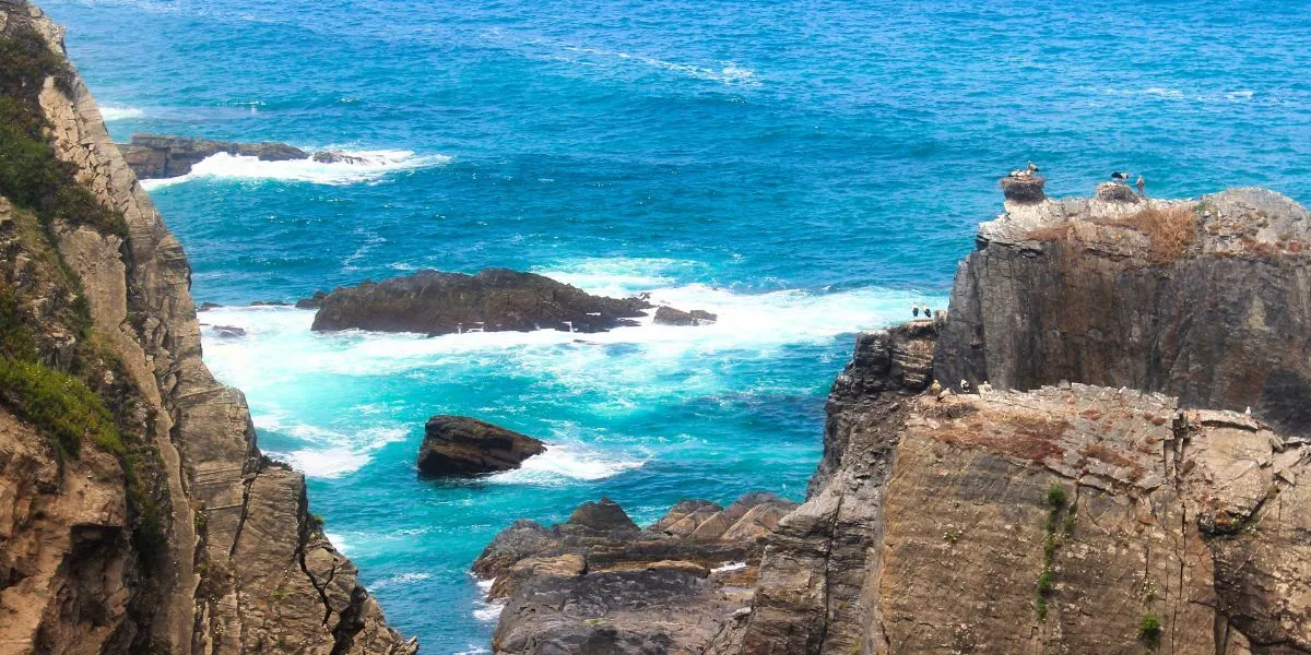 White-Storks-Nesting-on-the-Sea-Cliffs-along-the-Odeceixe-Beach-Trail