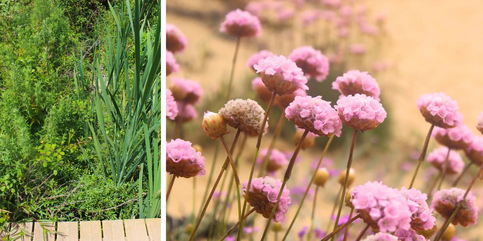 Wooden-Bridge-and-Armeria-Flowers-along-the-Odeceixe-Coastal-Trail